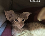 Кошки в Москве: Ориентальные котята Девочка, 60 000 руб. - фото 5
