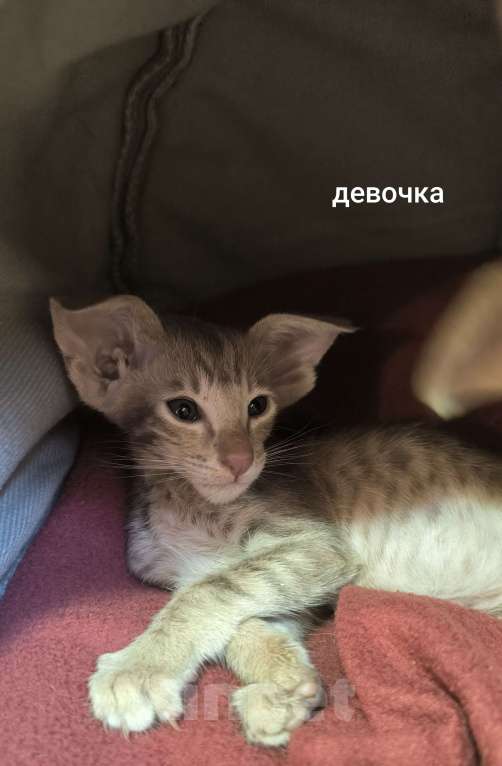 Кошки в Москве: Ориентальные котята Девочка, 60 000 руб. - фото 5