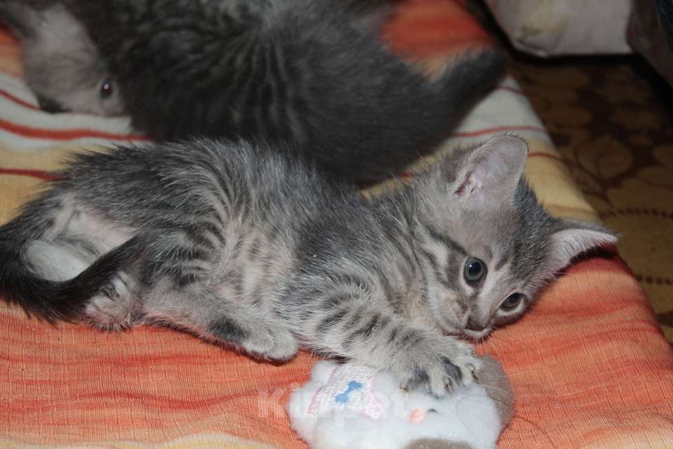 Кошки в Балашихе: котята в поисках дома Девочка, Бесплатно - фото 5