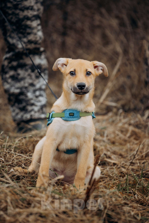 Собаки в Москве: Рыжий мальчишка в поисках дома Мальчик, Бесплатно - фото 7