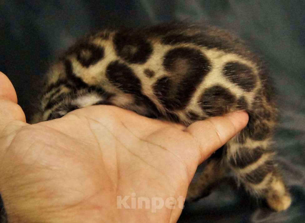 Кошки в Хабаровске: БЕНГАЛЬСКИЕ КОТЯТА. ПИТОМНИК Девочка, Бесплатно - фото 7