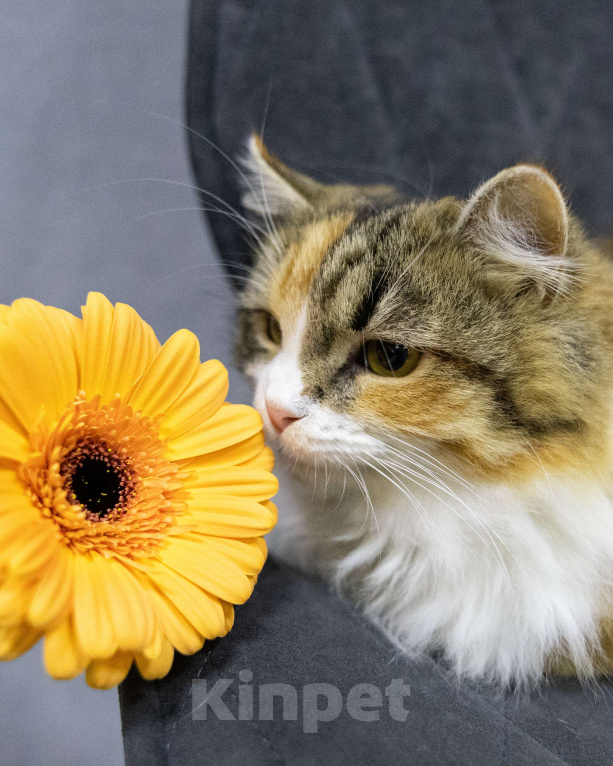 Кошки в Химках: Фудзи особенная кошка ищет дом  Девочка, Бесплатно - фото 5