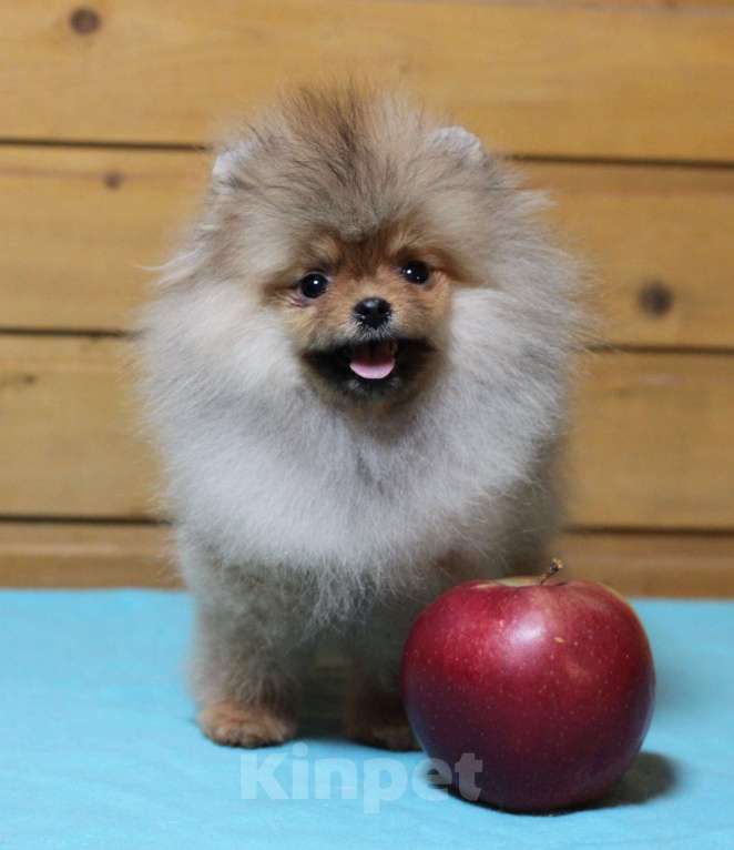 Собаки в Москве: Крошечная девочка померанского шпица Девочка, Бесплатно - фото 2