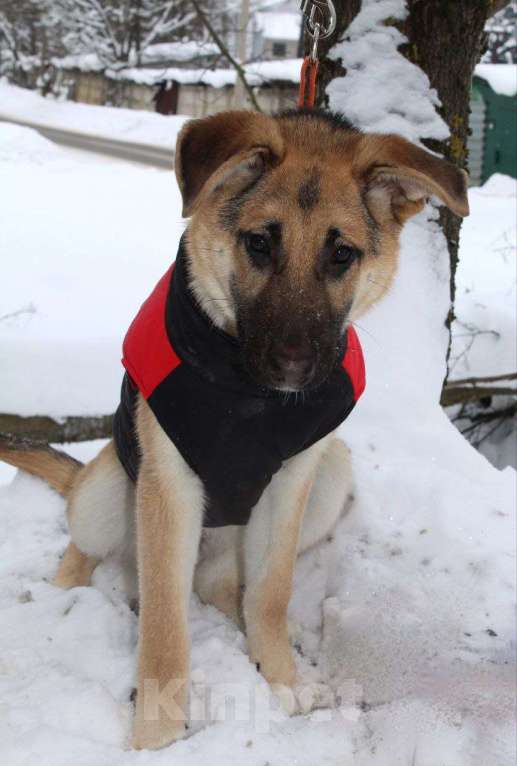 Собаки в Москве: щенок метис овчарки девочка  Девочка, Бесплатно - фото 1