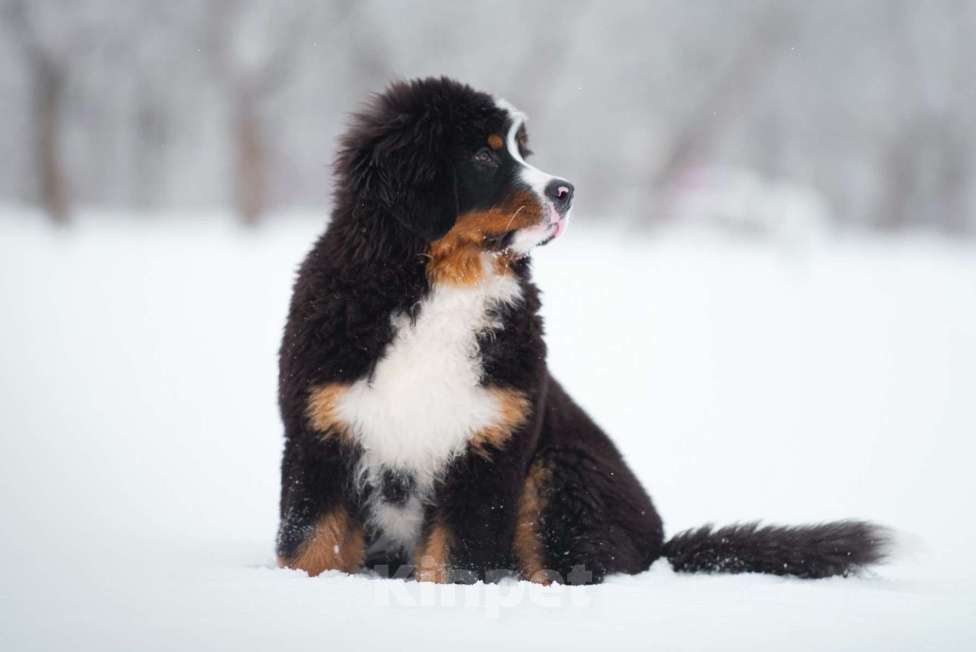 Собаки в Москве: Щенки бернского зенненхунда из питомника Девочка, Бесплатно - фото 5