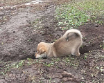 Собаки в Реутове: Умный щенок Флэш в дар Мальчик, 50 руб. - фото 4