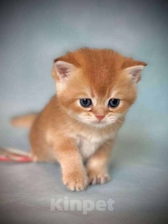 Кошки в Калуге: Британская золотая шиншилла Мальчик, 45 000 руб. - фото 5