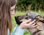 Собаки в Солнечногорске: Молода, спокойная, собака-компаньон Девочка, Бесплатно - фото 6