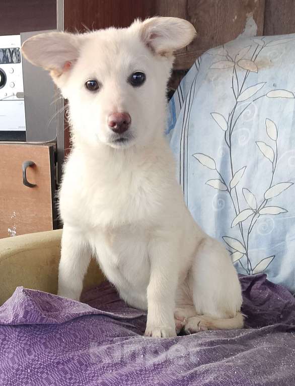 Собаки в других городах Рязанской области: Щенки в добрые руки. Разнополые, Бесплатно - фото 5