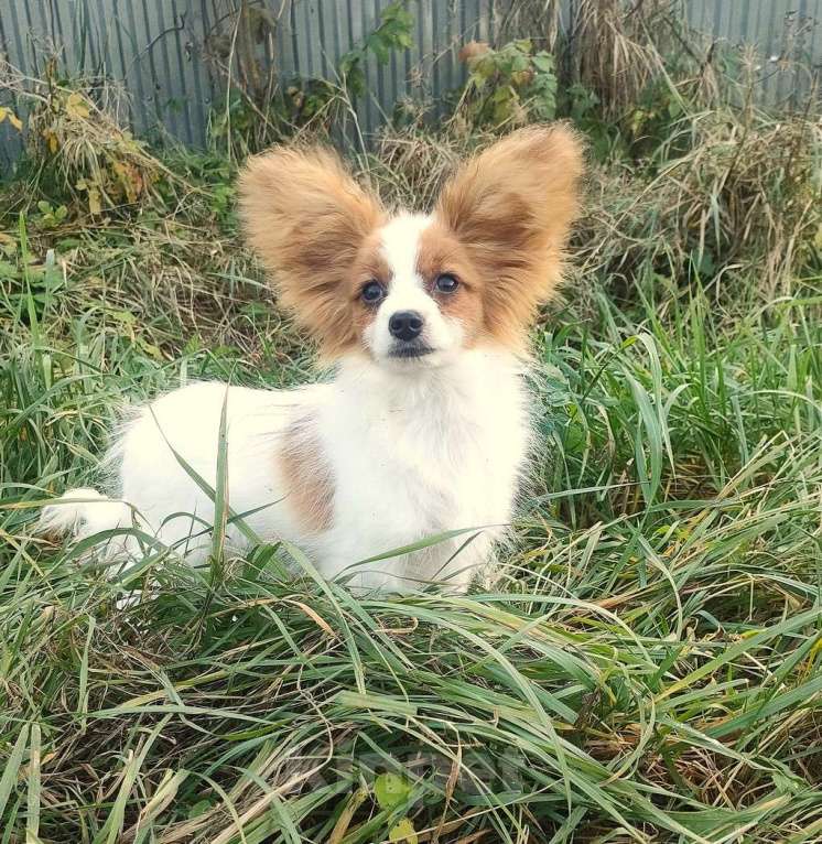 Собаки в Красноармейске: Щенки папийона Мальчик, 35 000 руб. - фото 6