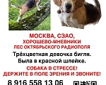 Собаки в Москве: Хорошево-Мневники. Пропала собака, бигль Девочка, Бесплатно - фото 1