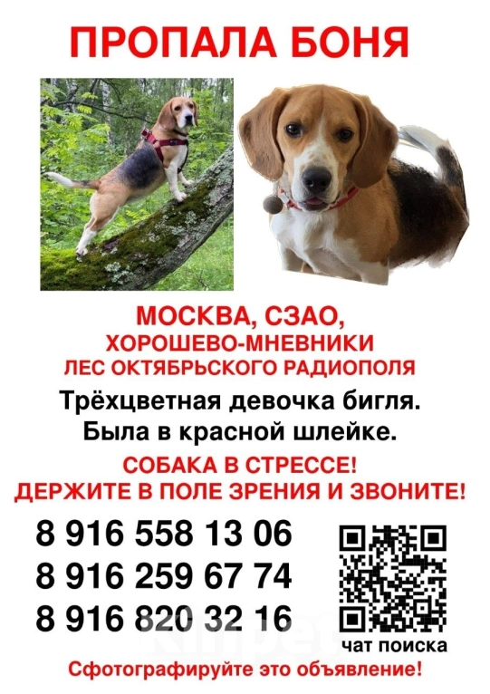 Собаки в Москве: Хорошево-Мневники. Пропала собака, бигль Девочка, Бесплатно - фото 1