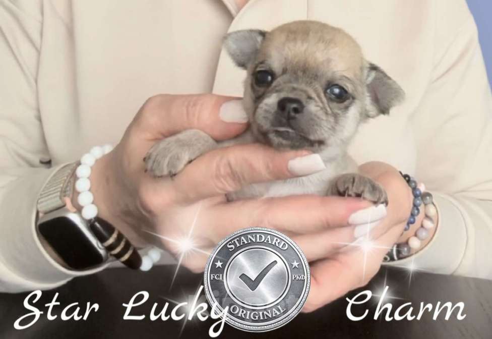 Собаки в Сочи: Шикарный мальчик Мальчик, Бесплатно - фото 2