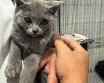 Кошки в Наро-Фоминске: Котята от британской кошки в добрые руки Девочка, Бесплатно - фото 6