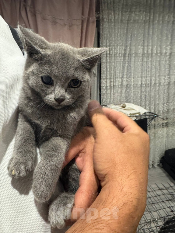 Кошки в Наро-Фоминске: Котята от британской кошки в добрые руки Девочка, Бесплатно - фото 6