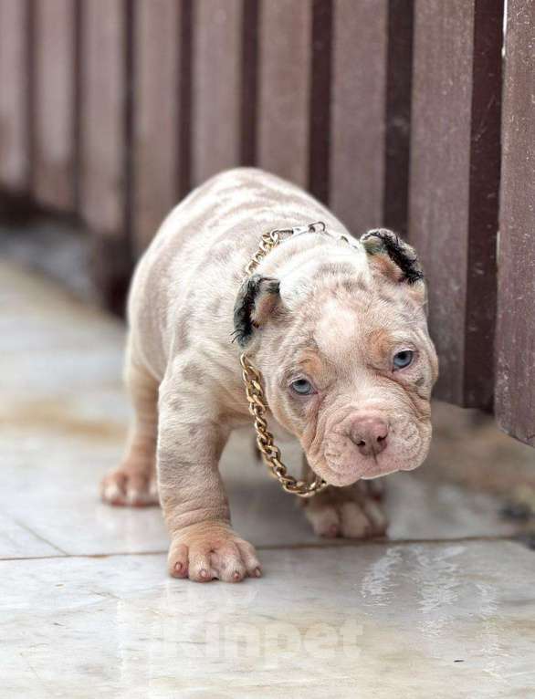 Собаки в других городах Московской области: Американский Булли щенок  Мальчик, 150 000 руб. - фото 2