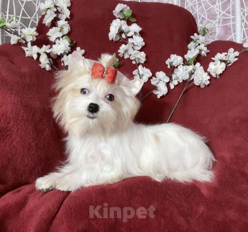 Собаки в Москве: Белый йорк с голубыми глазами девочка подрощенная Девочка, 130 000 руб. - фото 10