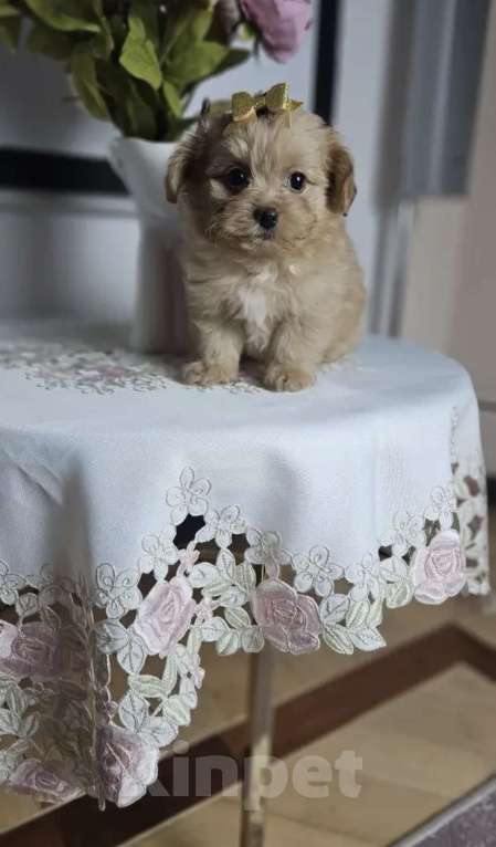 Собаки в Химках: Мальтипу Мальчик, 70 000 руб. - фото 5