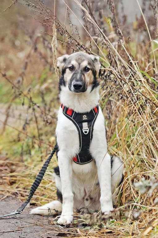 Собаки в Москве: Меня зовут Том и я ищу семью, где буду любим и счастлив Мальчик, 10 руб. - фото 5