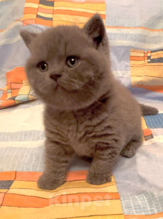 Кошки в Москве: Британские к/ш голубые котята  Мальчик, Бесплатно - фото 2