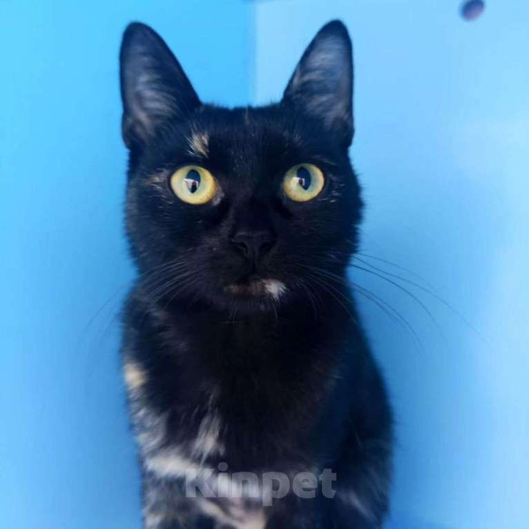 Кошки в Москве: Маленькую Фифи выкинули 💔 Девочка, Бесплатно - фото 2