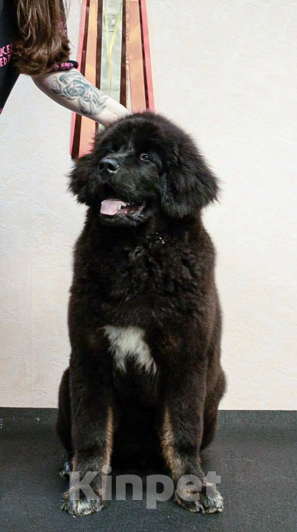 Собаки в Благовещенске: Щенок тибетского мастифа Мальчик, Бесплатно - фото 4