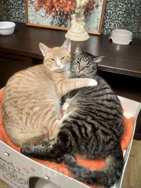 Кошки в Санкт-Петербурге: Котик Пряник в добрые руки Мальчик, Бесплатно - фото 9