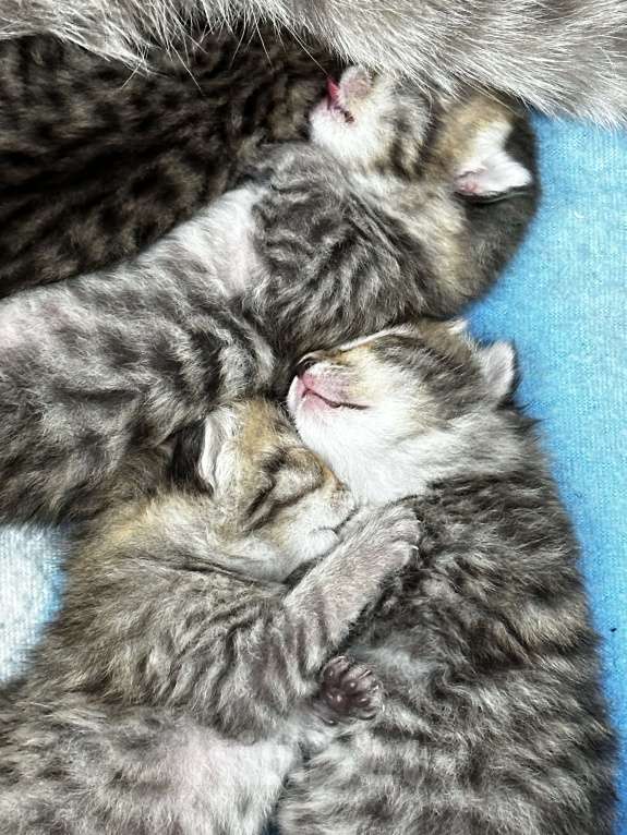 Кошки в Каспийске: Отдам котёнка в добрые руки Мальчик, Бесплатно - фото 3