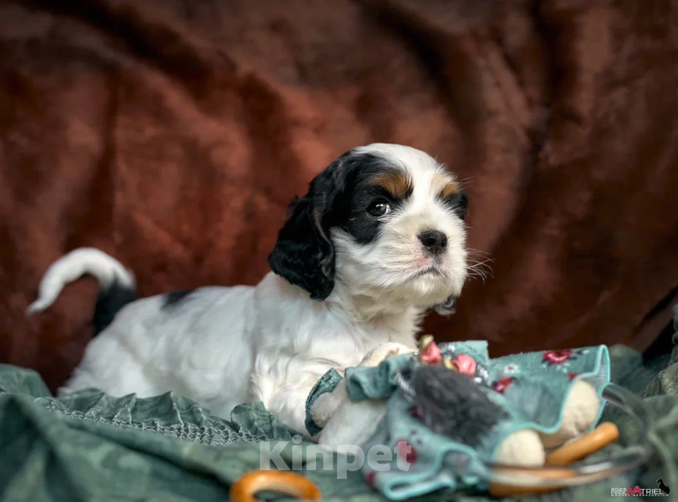 Собаки в Москве: Маленький принц ищет друга  Мальчик, 100 000 руб. - фото 4