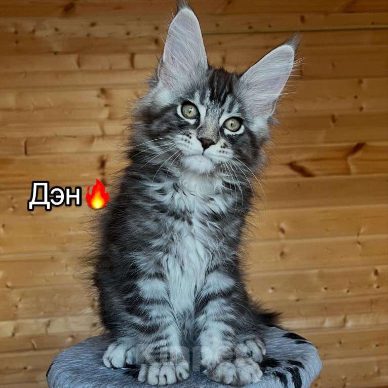 Кошки в других городах Московской области: Котенок Мальчик, 55 000 руб. - фото 1