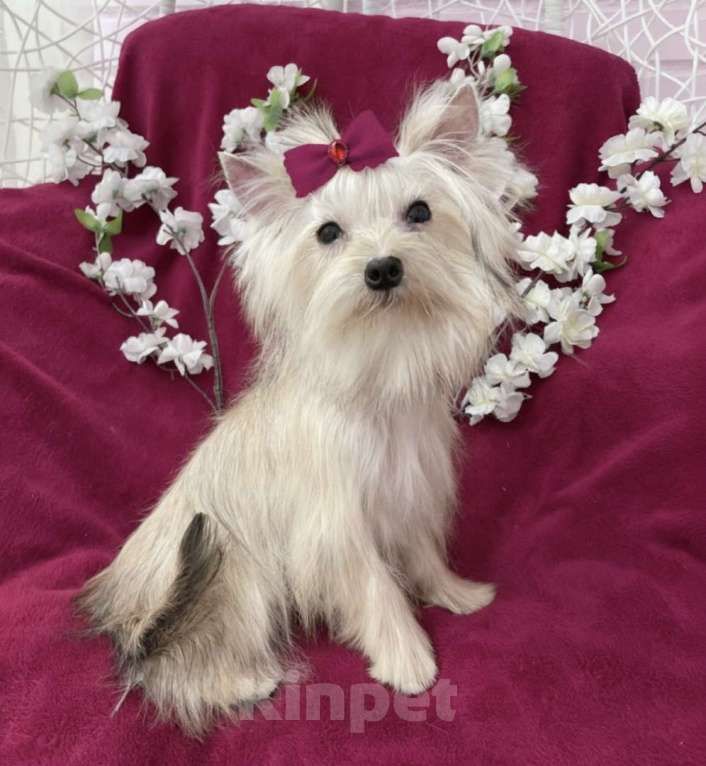 Собаки в Москве: Мини йорк девочка подрощенная золотая Девочка, 80 000 руб. - фото 3