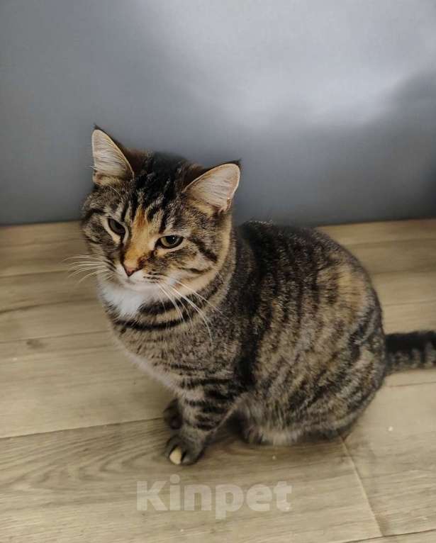 Кошки в Санкт-Петербурге: Красавица Маруся в добрые руки. Девочка, Бесплатно - фото 4