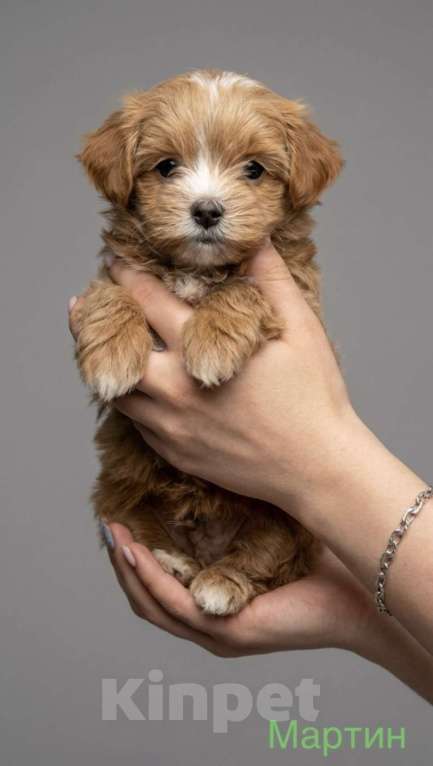 Собаки в Серпухове: Щеночки Мальтипу F1 Мальчик, Бесплатно - фото 5