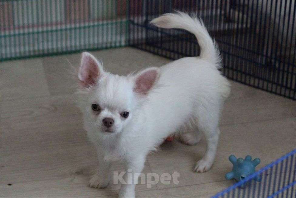 Собаки в Москве: подрощенный мальчик светлого окраса Мальчик, 20 000 руб. - фото 4