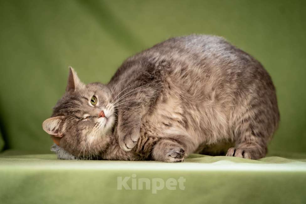 Кошки в Клине: Милош — замурчательный котейка Мальчик, Бесплатно - фото 5