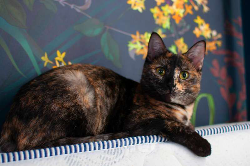 Кошки в Москве: Трехцветная кошка Мисти с золотыми глазами на счастье Девочка, Бесплатно - фото 5
