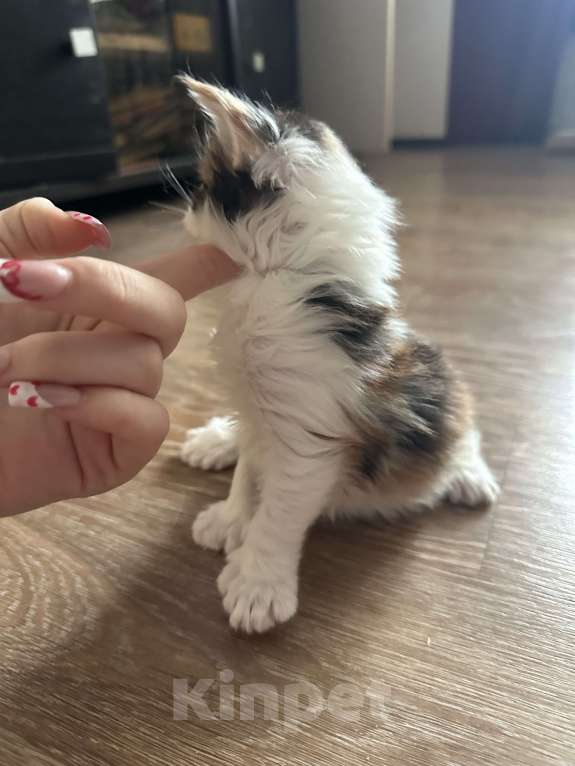 Кошки в Тюмени: мейн-кун полидакт Девочка, 40 000 руб. - фото 3