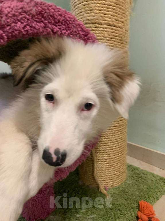 Собаки в Москве: Хали якутенок ппбж Девочка, Бесплатно - фото 2