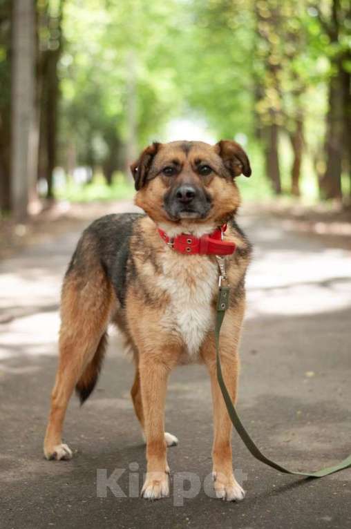 Собаки в Ногинске: Модерн - элегантен, галантен, учтив - в поиске дома Мальчик, Бесплатно - фото 10