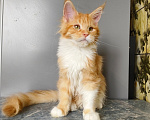 Кошки в Москве: Котёнок Мейн-кун Девочка Девочка, 55 000 руб. - фото 6