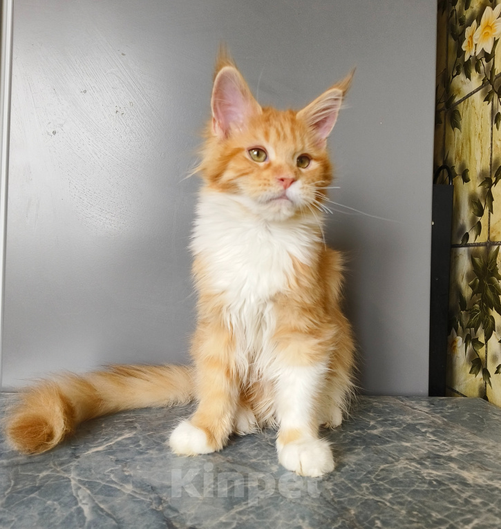 Кошки в Москве: Котёнок Мейн-кун Девочка Девочка, 55 000 руб. - фото 6