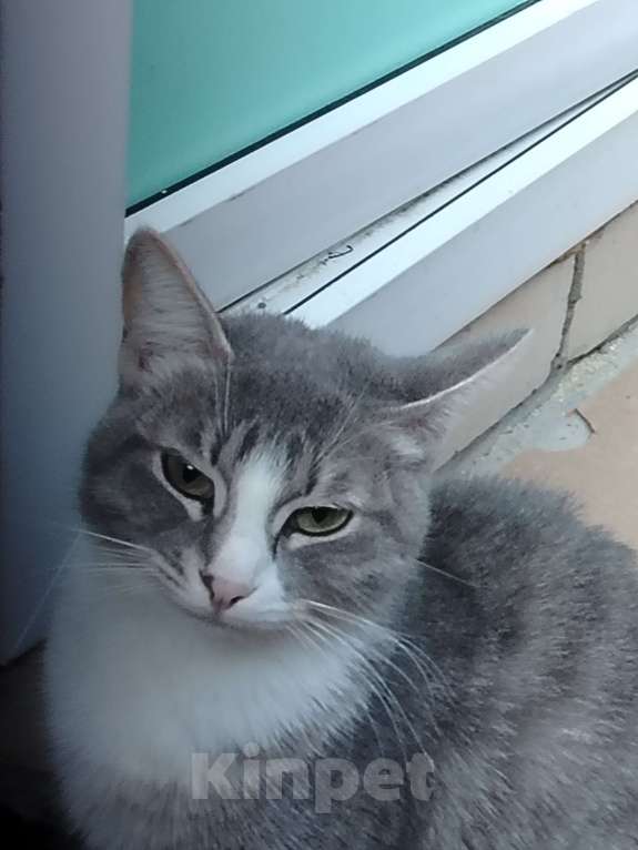 Кошки в Краснодаре: Котята и мама с папой Мальчик, 700 руб. - фото 4