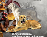 Собаки в Санкт-Петербурге: Щенки среднеазиатской овчарки Мальчик, 60 000 руб. - фото 1