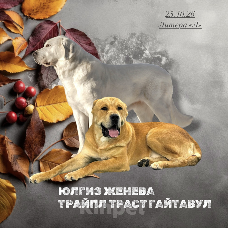 Собаки в Санкт-Петербурге: Щенки среднеазиатской овчарки Мальчик, 60 000 руб. - фото 1