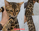 Кошки в Щекино: Бенгальские котята Девочка, 30 000 руб. - фото 3