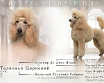 Собаки в Самаре: Королевский пудель вязка Мальчик, Бесплатно - фото 3