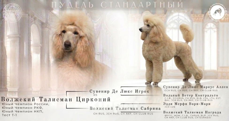 Собаки в Самаре: Королевский пудель вязка Мальчик, Бесплатно - фото 3