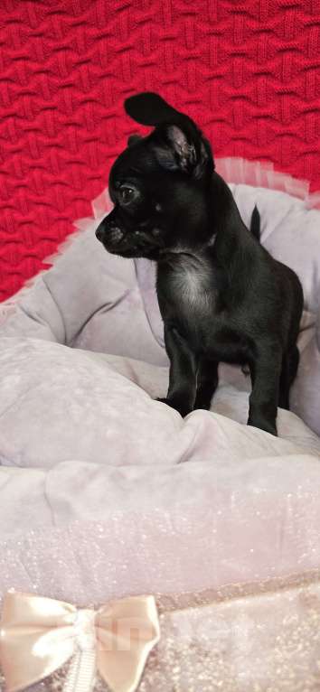 Собаки в Кемерово: Щенок чихуахуа Мальчик, 50 000 руб. - фото 1