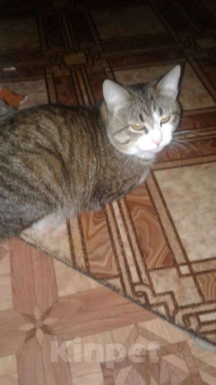 Кошки в Набережных Челнах: Пропал Кот Мальчик, 20 000 руб. - фото 3