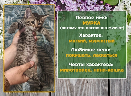 Объявление: Добрая кошка Мурка, 1 руб., Санкт-Петербург
